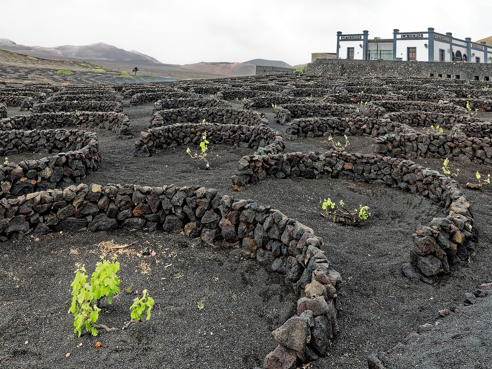 Vendemmia 2026 a Lanzarote: si punta a superare i tre milioni di chili di uva
