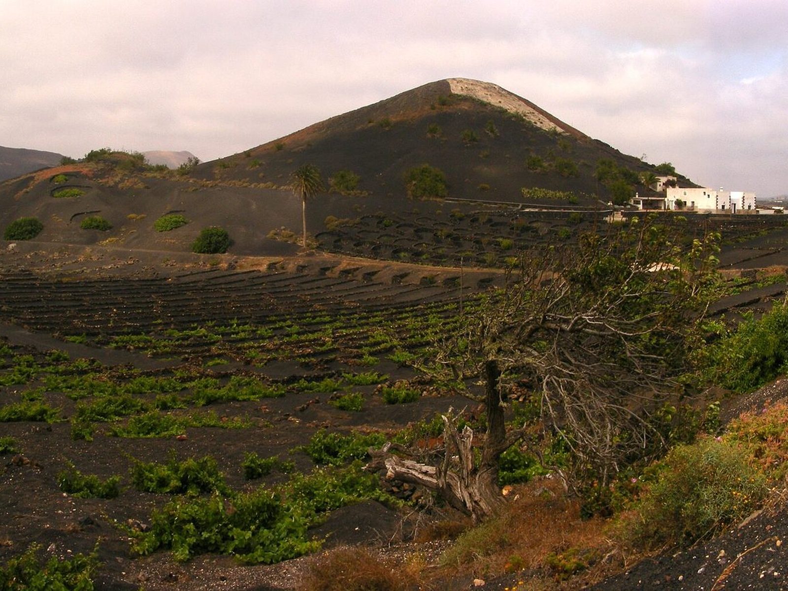Filossera: le Canarie allentano le regole sul trasporto d'uva per la vendemmia 2026