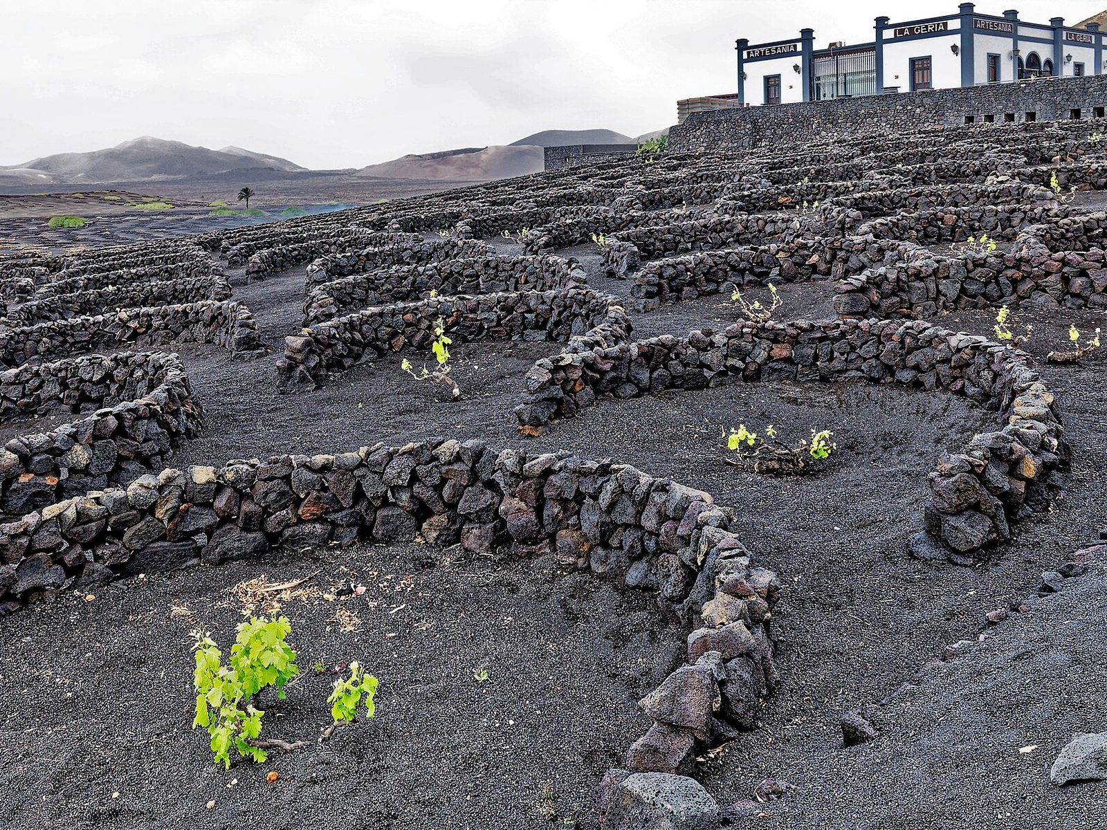 Sette medaglie per i vini di Lanzarote al mondiale della viticoltura eroica