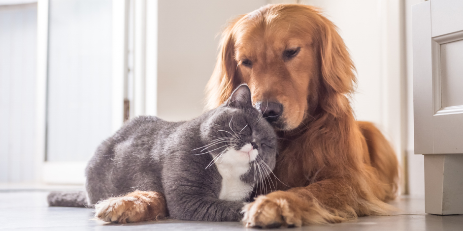 Tinajo organiza la nueva campaña de esterilización canina y felina “Soy Responsable de mi Mascota”