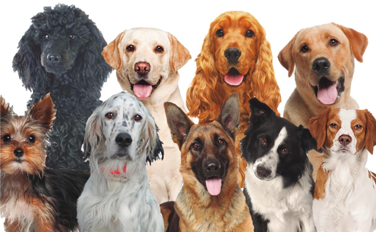 Datevi da fare! Gli animali del canile di San Bartolomé hanno bisogno di voi